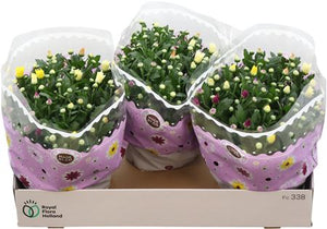 Mixed Chrysanthemum Houseplant – 23cm Pot