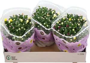 Mixed Chrysanthemum Houseplant – 23cm Pot