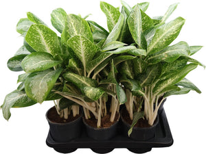 Aglaonema 'Anouk' – 17cm Pot, Approx. 65cm High