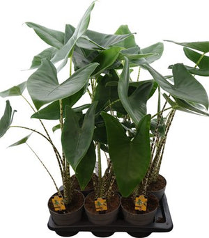 Zebra Plant (Alocasia zebrina) – 17cm Pot