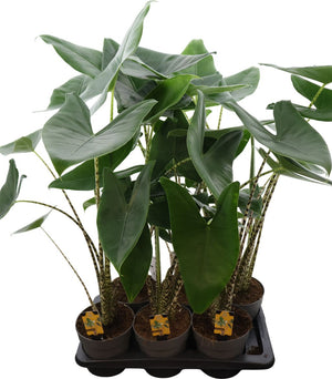 Zebra Plant (Alocasia zebrina) – 17cm Pot