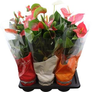 Mixed Anthurium Houseplant – 17cm Pot, 65cm High