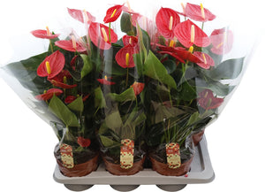 Anthurium Flowering Houseplant – 17cm Pot