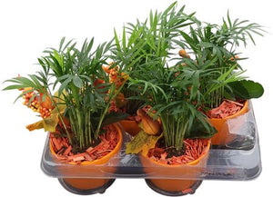 Indoor Plant Arrangement – 13cm Wooden Pot
