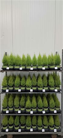 Goldcrest Lemon Cypress (Cupressus macrocarpa) – 13cm Pot