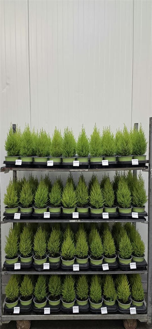 Goldcrest Lemon Cypress (Cupressus macrocarpa) – 13cm Pot