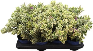 Variegated Hebe – 14cm Pot, 25cm High
