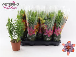 Asiatic Lily – 13cm Pot, Approx. 41cm High