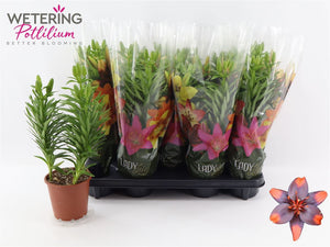 Asiatic Lily – 13cm Pot, Approx. 41cm High