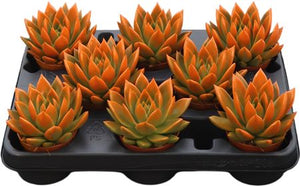 Orange Echeveria Succulent – 8.5cm Pot