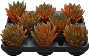 Orange Echeveria Succulent – 8.5cm Pot