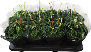Peperomia Caperata ‘Lilian’ – 12cm Pot