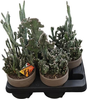Mixed Cactus Collection – 15cm Ceramic Pot