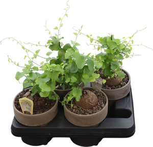 Elephant’s Foot Plant (Dioscorea elephantipes) – 15cm Pot