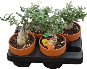 Fockea edulis Caudex Succulent – 15cm Pot