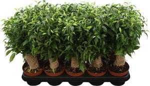 Ficus Benjamina ‘Natasja’ – 12cm Pot