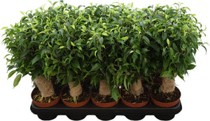 Ficus Benjamina ‘Natasja’ – 12cm Pot