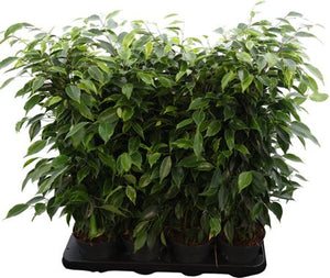 Ficus ‘Anastasia’ (Ficus benjamina) – 14cm Pot