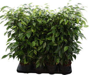 Ficus ‘Anastasia’ (Ficus benjamina) – 14cm Pot