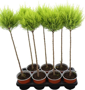 Goldcrest Cypress (Cupressus macrocarpa) – 14cm Pot