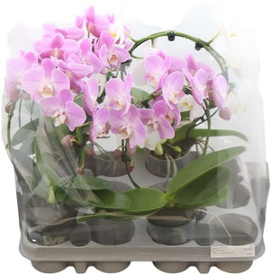 Pink Phalaenopsis Orchid – 9cm Pot, 30cm High