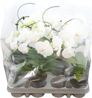 Pink Phalaenopsis Orchid – 9cm Pot, 30cm High