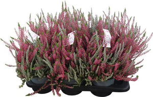 Calluna vulgaris ‘Garden Girls’ Fluffy Duo – 17cm Pot