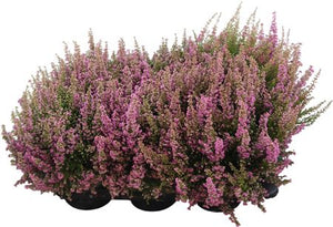 Mixed Erica gracilis ‘Beauty Queens’ – 17cm Pot