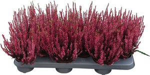Red Dyed Heather (Calluna vulgaris) – 9.5cm Pot