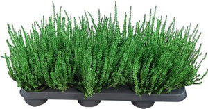 Red Dyed Heather (Calluna vulgaris) – 9.5cm Pot