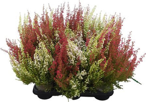 Summer Flowering Heather (Erica gracilis) – 11cm Pot