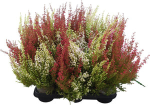 Summer Flowering Heather (Erica gracilis) – 11cm Pot