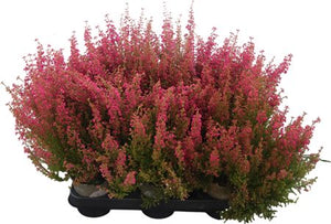 White Heath (Erica gracilis) – 11cm Pot