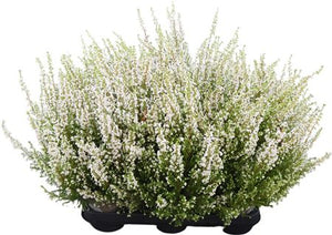 White Heath (Erica gracilis) – 11cm Pot