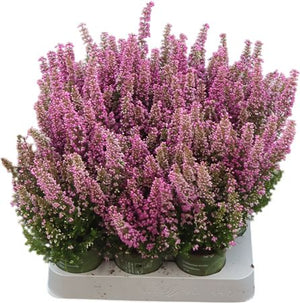 Erica gracilis ‘Beauty Queen’ – 7cm Pot