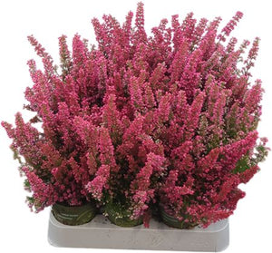 Erica gracilis ‘Beauty Queen’ – 7cm Pot