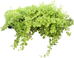 Creeping Jenny (Lysimachia nummularia) – 12cm Pot