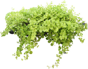 Creeping Jenny (Lysimachia nummularia) – 12cm Pot