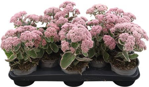 Sedum Hybridum Stonecrop – 13cm Pot
