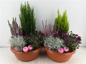 Mixed Colour Indoor Plant Arrangement