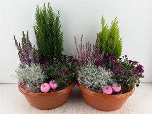 Mixed Colour Indoor Plant Arrangement