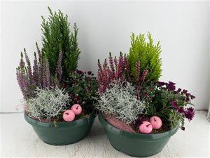 Mixed Green Plant Arrangement – 4 Plants