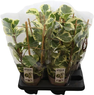 Peperomia Obtusifolia ‘Bicolour’ – 14cm Pot