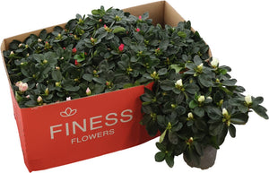 Mixed Rhododendron (Rhododendron simsii) – 13cm Pot
