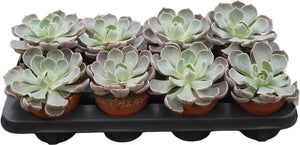Echeveria Lotus Succulent – 12cm Pot