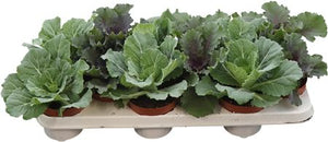 Ornamental Kale (Brassica) – 10.5cm Pot