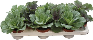 Ornamental Kale (Brassica) – 10.5cm Pot