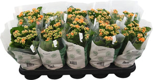 Orange Double Kalanchoe ‘Don Pedro’ – 12cm Pot