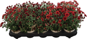 Chrysanthemum ‘Sosi Terra’ – 10.5cm Pot