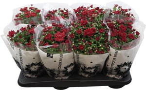 Red Chrysanthemum (Chrysanthemum indicum Group) – 14cm Pot